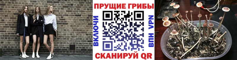 продажа наркотиков  KRAKEN ТОР  Псилоцибиновые грибы Psilocybe  Кисловодск 